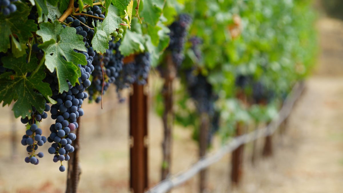 Amarga vendimia en California: la demanda del vino se desploma en todo el mundo