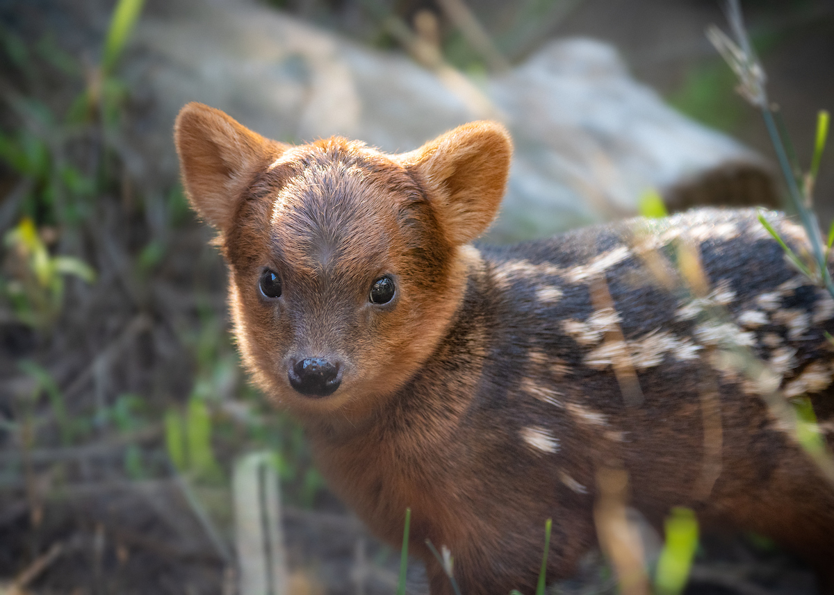 Ciervo con nombre de artista debuta en zoológico de LA – Telemundo 52, image size:1200x857