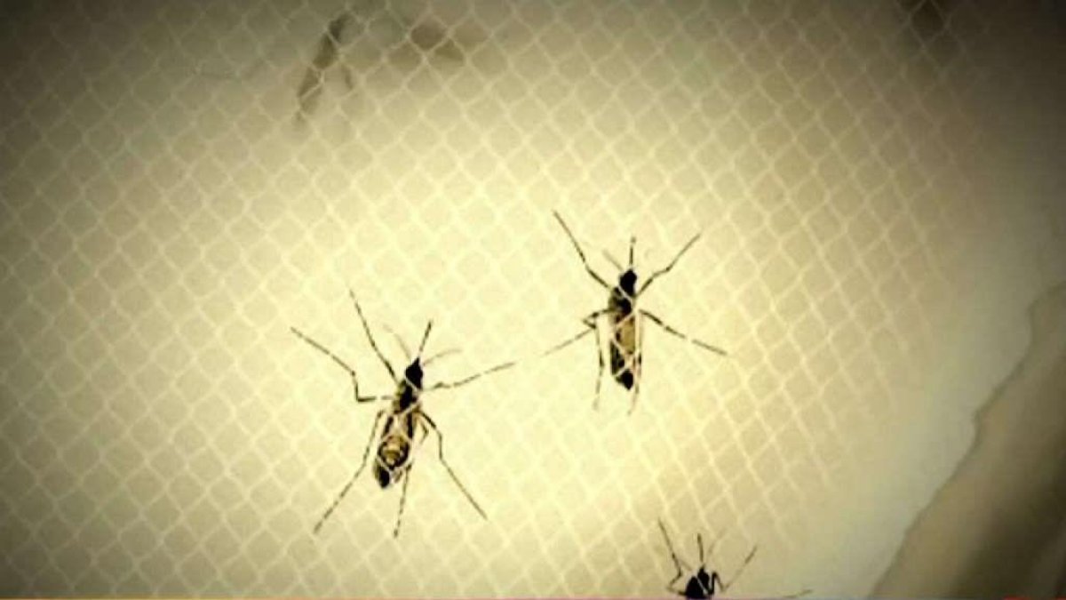 Casos del virus del Nilo Occidental alcanzan máximo de 10 años en el condado de Los Ángeles