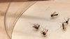 Tratamientos contra mosquitos llegarán a La Puente ante aumento del virus del Nilo Occidental
