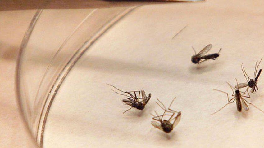 bugs_west_nile.jpg