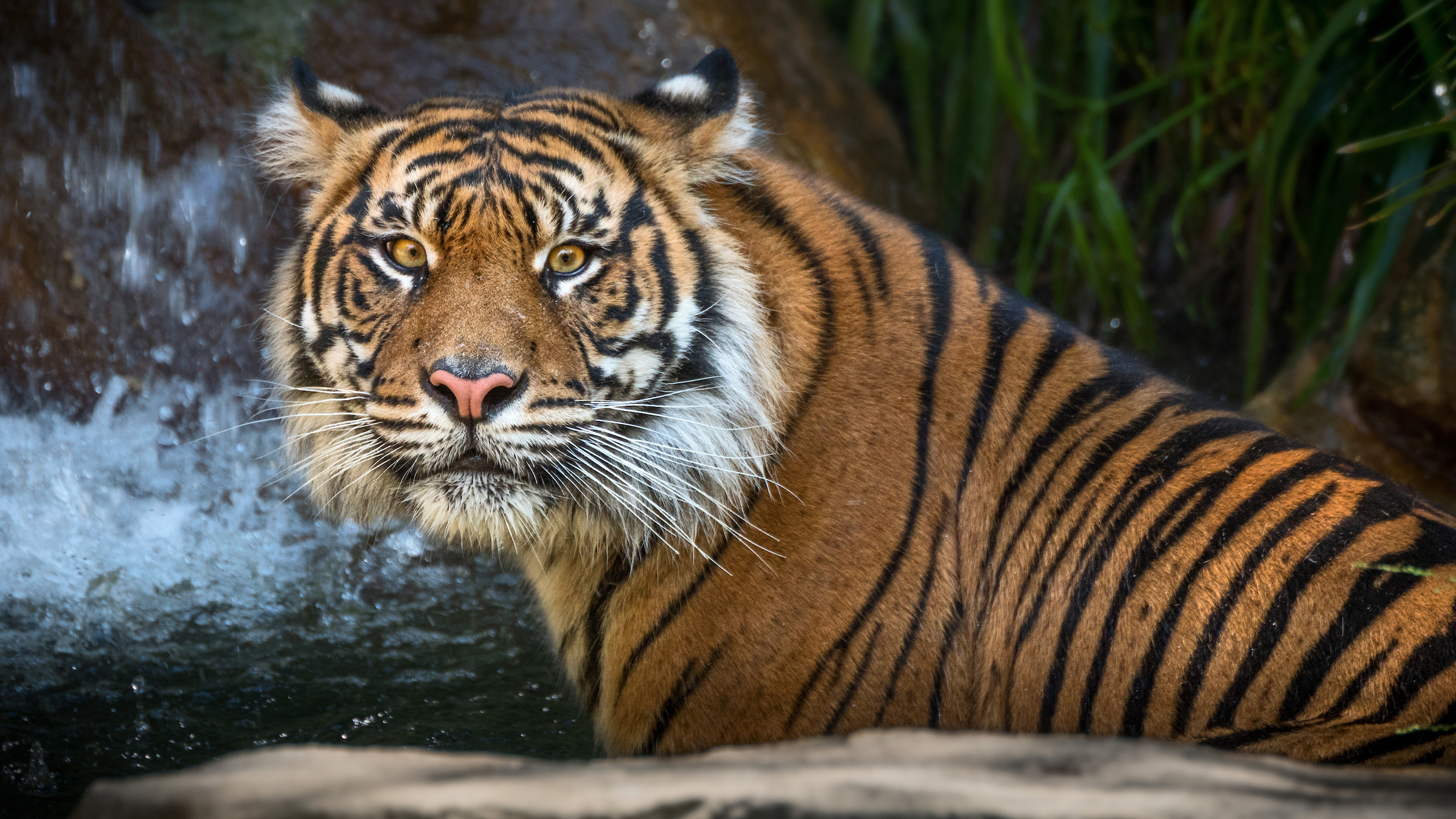 Indah la tigre de  Sumatra  en peligro de  extinci n hace  Indah la tigre de  Sumatra  en peligro de  extinci n hace