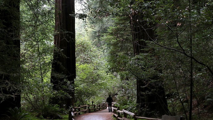 <strong>Árbol estatal</strong>: Secoya de California <br>Impresionante e imponente, la secoya de California es el árbol del estado. Uno de los gigantes del bosque en los Parques Nacionales y Estatales de la Secoya alcanza unos 380 pies. Fue designado en 1937. En esta foto, un visitante camina por un sendero de secuoyas costeras en el Monumento Nacional Muir Woods en Mill Valley, California.<br>