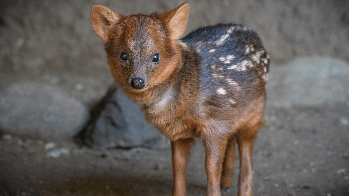 Ciervo con nombre de artista debuta en zoológico de LA – Telemundo 52, image size:1200x675