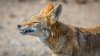 Coyote ataca a niña en Huntington Beach