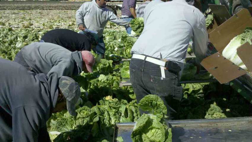 Farmworker