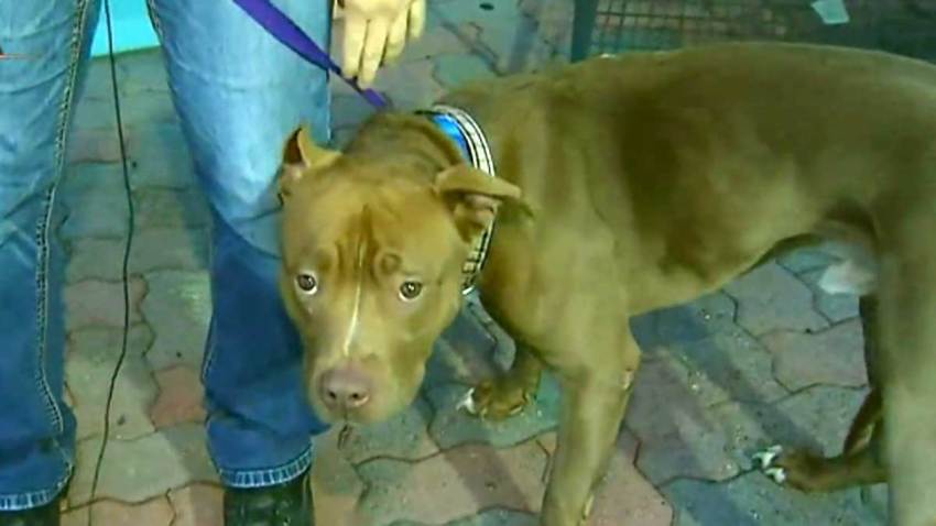 desocupar-albergues-adopcion-animales-los-angeles-california
