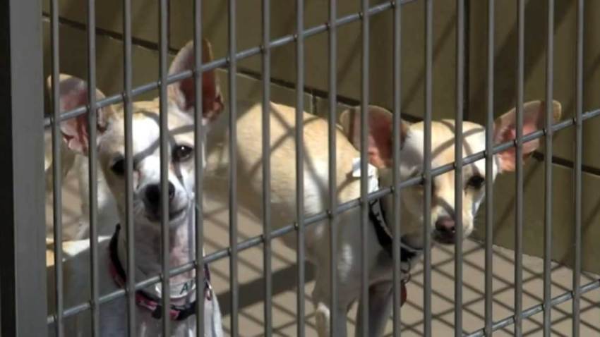 desocupar-albergues-los-angeles-adopcion-animales