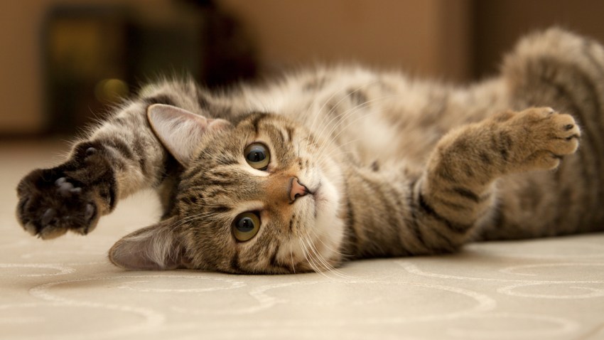 gato-lindo-videos-internet