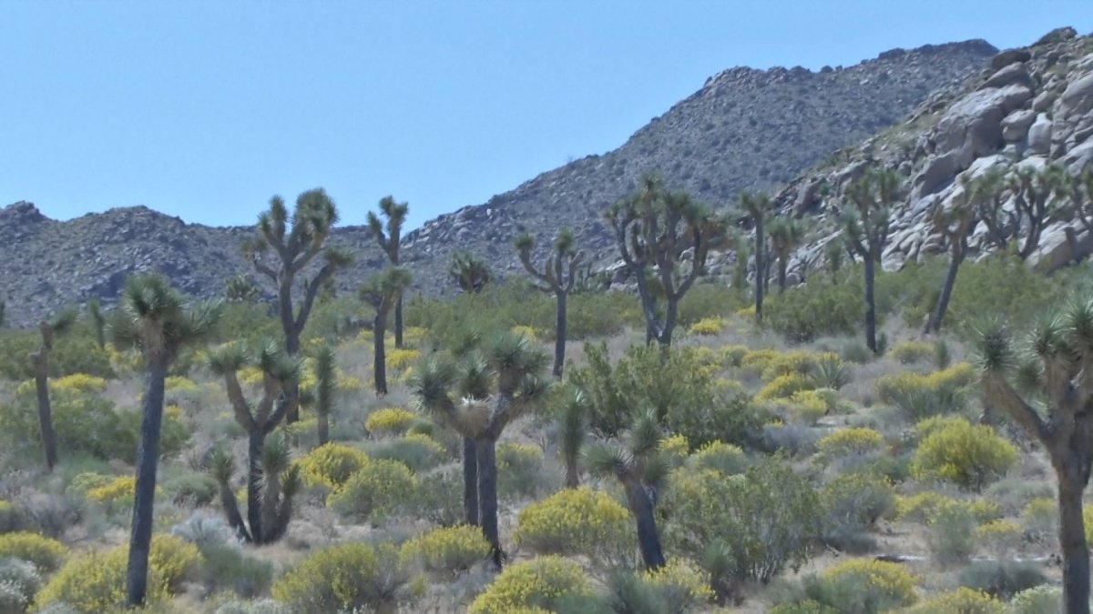 California acepta petición para proteger el árbol de Josué del oeste –  Telemundo 52