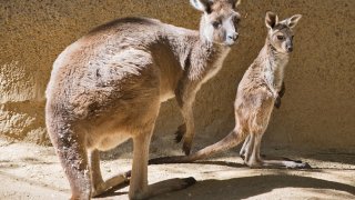la-zoo-name-our-kangaroos-032515