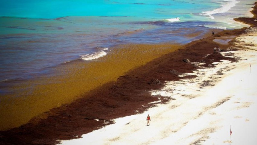 mexico-sargazo-costas-playas