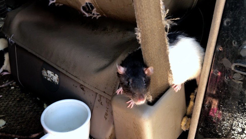 ratas-mascotas-dan-diego