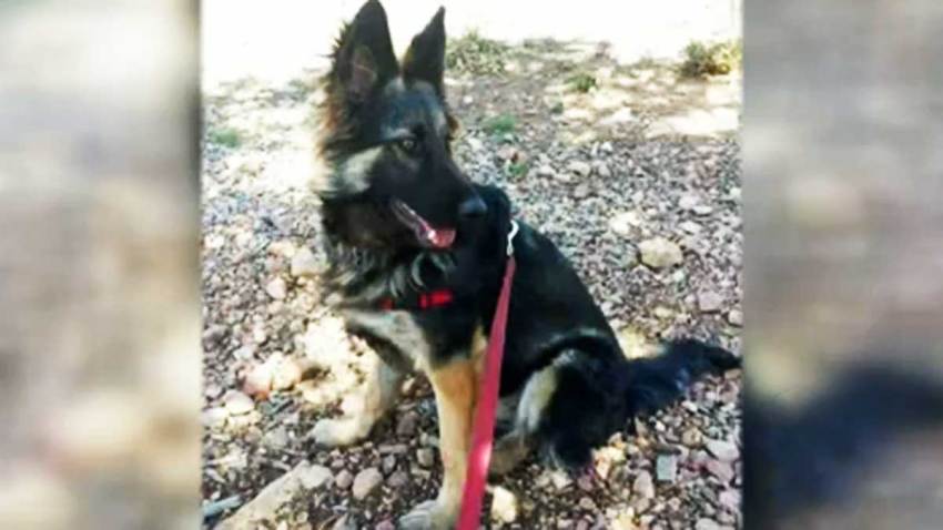 sheriff-investiga-envenenamiento-perro-anticongelange-big-bear-california