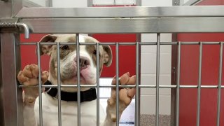 Photo of a dog at a shelter