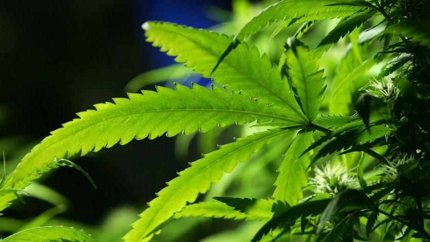 tlmd_brightcove_2067658930001_3974571877001_marihuana_planta