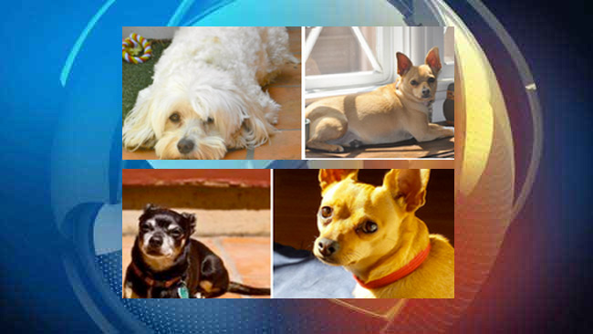 tlmd_culver_city_robo_auto_cuatro_perros