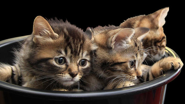 tlmd_gatos2
