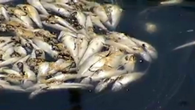 tlmd_peces_muertos_marina_del_rey