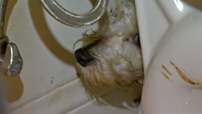 tlmd_perro_atropellado_persecucion_gordo