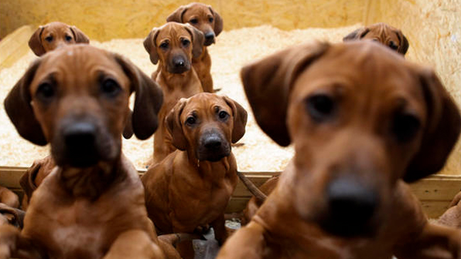 tlmd_perros1