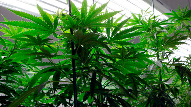tlmd_plantamarihuana3