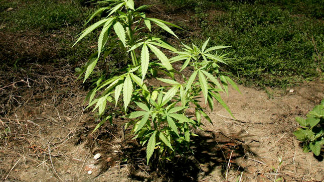 tlmd_plantasembradamarihuana
