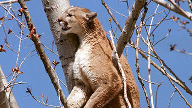 tlmd_puma_parque_condado_orange