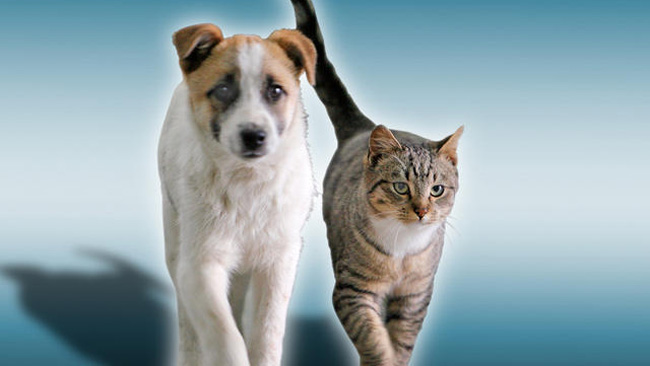 tlmd_rescate_los_angeles_perros_gatos