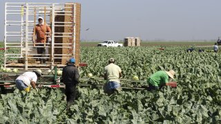 trabajadores-migrantes-agri