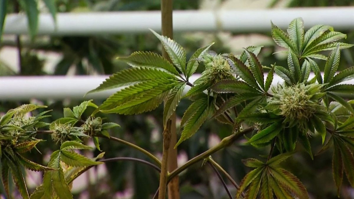Illegal marijuana dispensaries closed in Compton