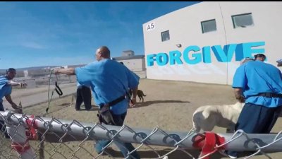 Transformando vidas: reclusos entrenan perros para su adopción