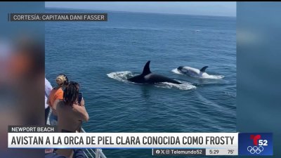 Rara ballena orca de piel clara fue vista en la cosate del sur de California