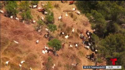 Cientos de cabras invaden patio de una casa en Palos Verdes