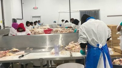Procesadoras de pollo aceptan pagar $5 millones tras presuntamente emplear a menores