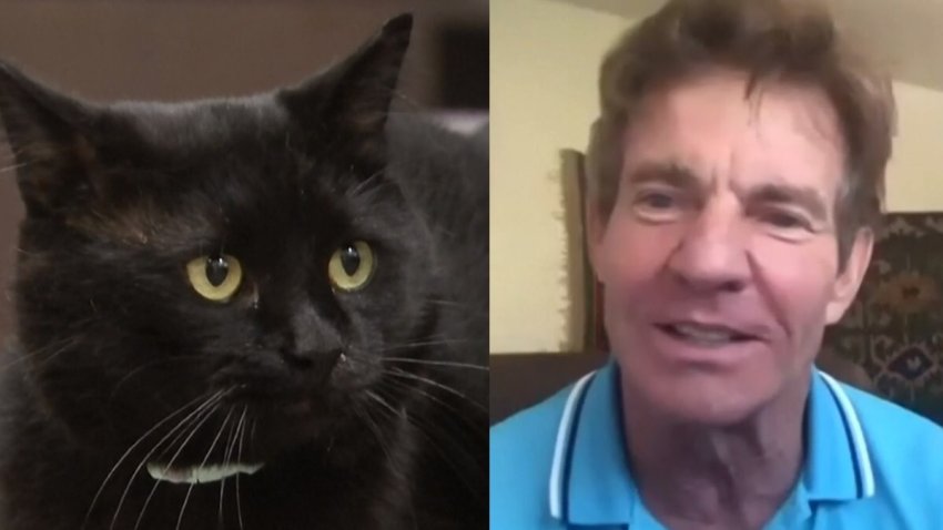 Dennis Quaid the cat and Dennis Quaid the actor.