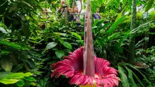 The Titan Arum blooms in the ecological Botanical Gardens of the university in Bayreuth, Germany, 19 June 2016.