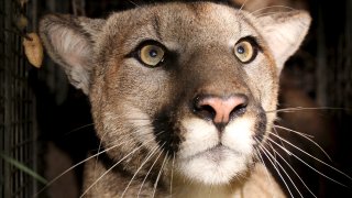 P81, first collared mountain lion to have reproductive and tail defects in Santa Monica Mountains.