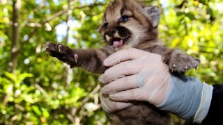 Encuentran cinco criaderos de leones de montaña en un período de tres meses