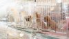Refugios de mascotas renuncian a tarifas de adopción por Acción de Gracias