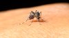 El condado de Los Ángeles confirma la primera muestra de mosquitos con el virus del Nilo Occidental
