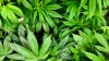 Arrestan a más de 100 personas en operativo de cultivo de marihuana en el Valle de Antílope