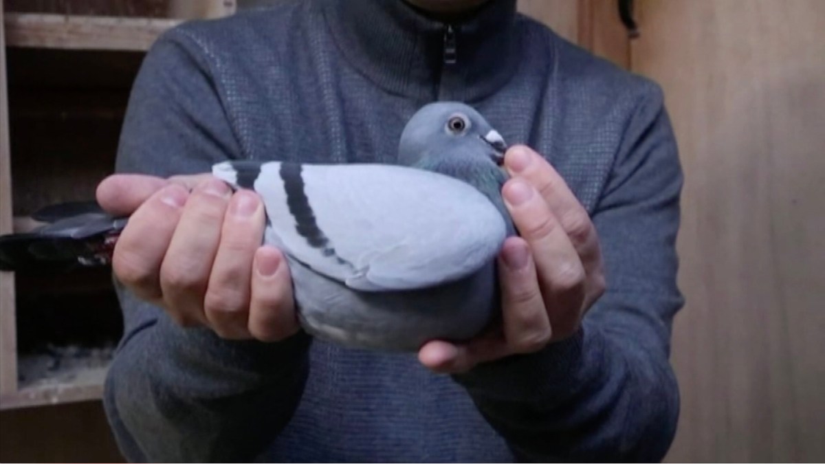 La paloma más cara del mundo acaba costando $1.9 millones, mira por qué – Telemundo 52