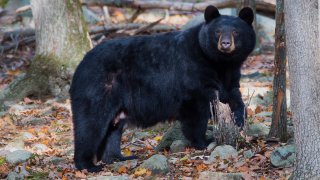 A black bear in the woods.