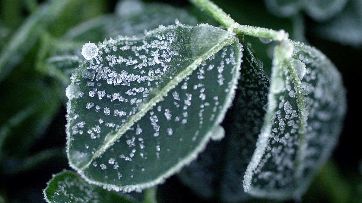 Alerta por temperaturas congelantes para Antelope Valley y las montañas