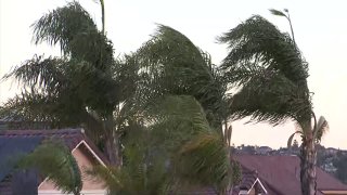 A generic image of wind blowing through palm trees in San Diego.