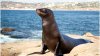 Científicos vinculan sustancias químicas con cáncer en leones marinos de California