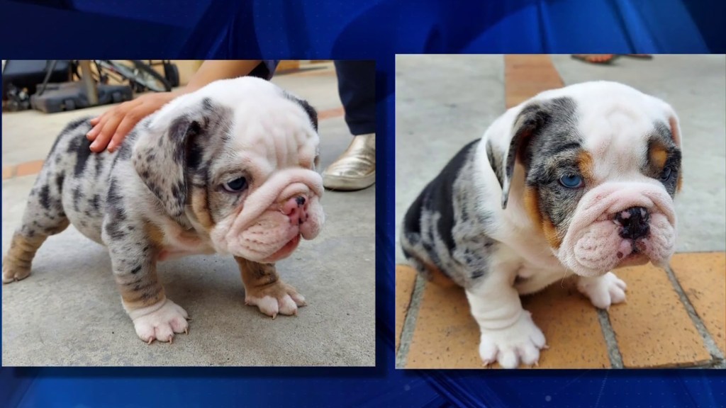Caught On Camera Family Chases Bulldog Puppy Thieves In North Hollywood Nbc Los Angeles