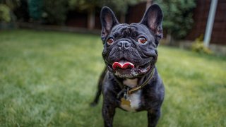 View of french bulldog standing on grass