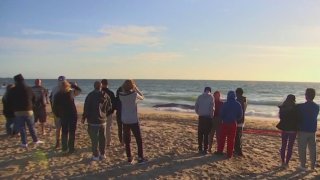 People gather at Dockweiler State Beach after a whale washed ashore.